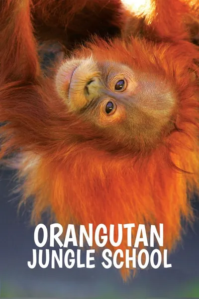 Orangutaní škola v džungli